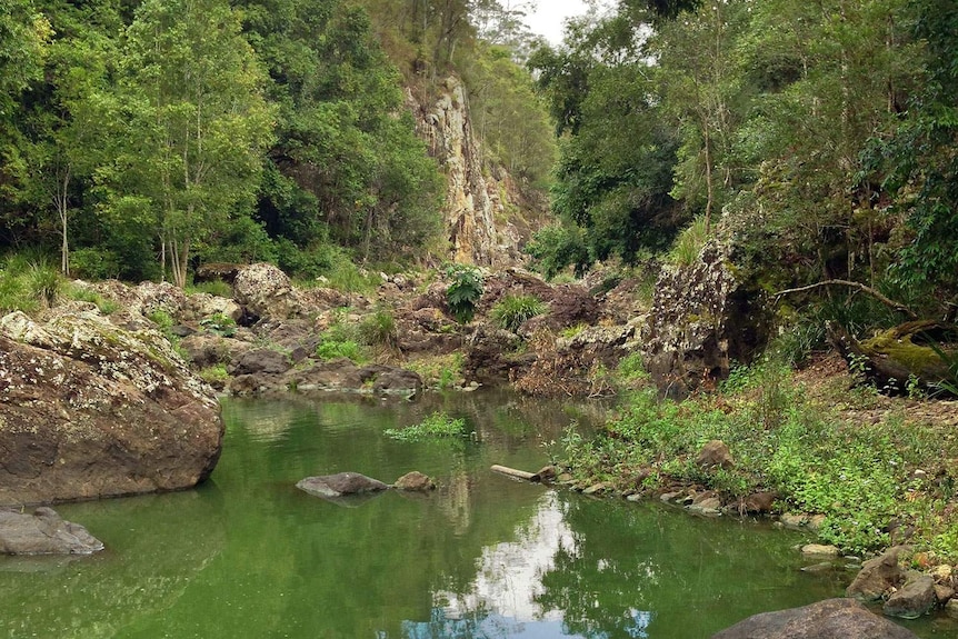 Rainforest in the wet tropics