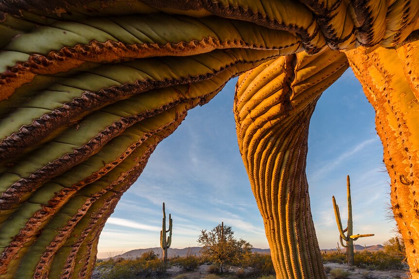 Saguaro cacti command the landscape in Arizona's Sonoran Desert National Monument.