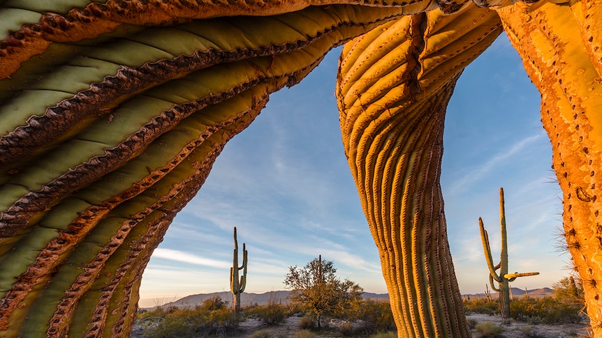 Saguaro cacti command the landscape in Arizona's Sonoran Desert National Monument.