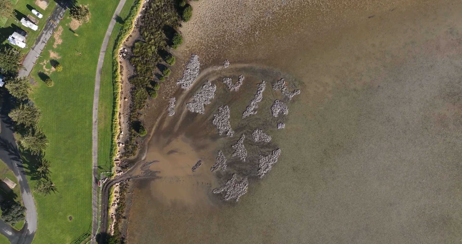 Wagonga Inlet Living Shoreline oyster reefs
