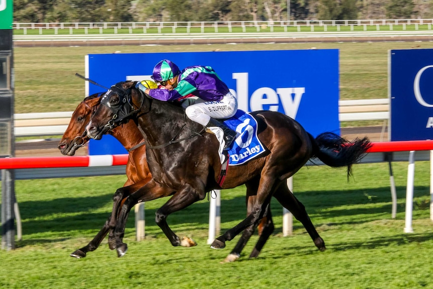 Jockey wearing purple silks, mid race.