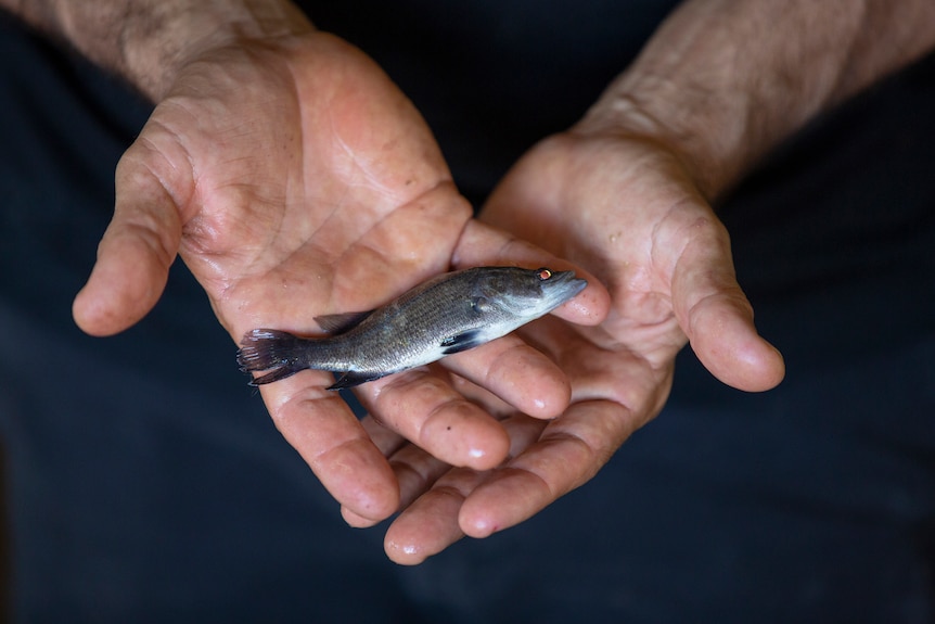 A hand holds a baby barramundi in the Northern Territory, April 2021.