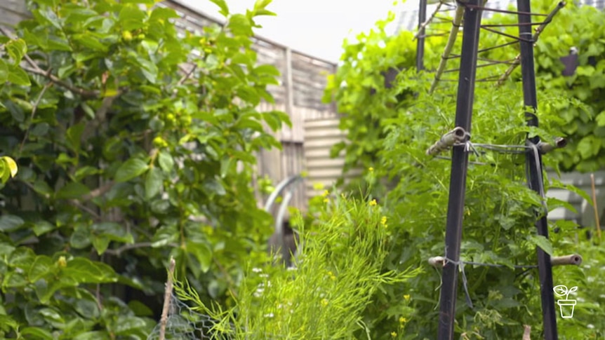 Backyard filled with vegie gardens and climbing plants