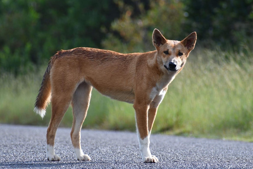 A red coloured dingo standing on a road with bushland in the background