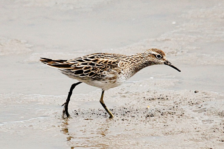 A brown spotty bird in water