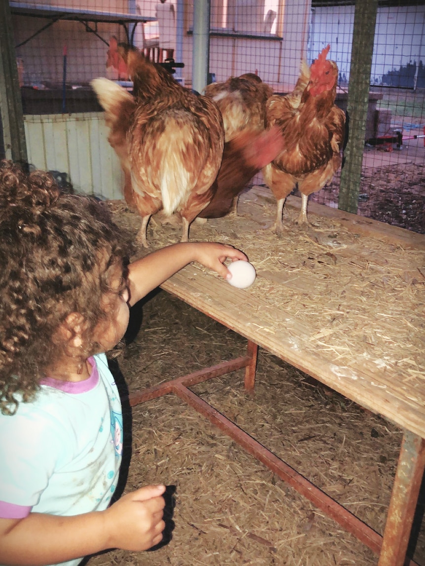 A little girl with brown curly hair reaches for an egg in a chicken coop