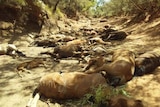 Dozens of dead brumbies in a creek bed.