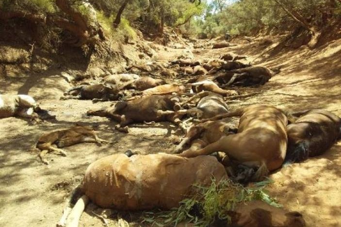 Dozens of dead brumbies in a creek bed.