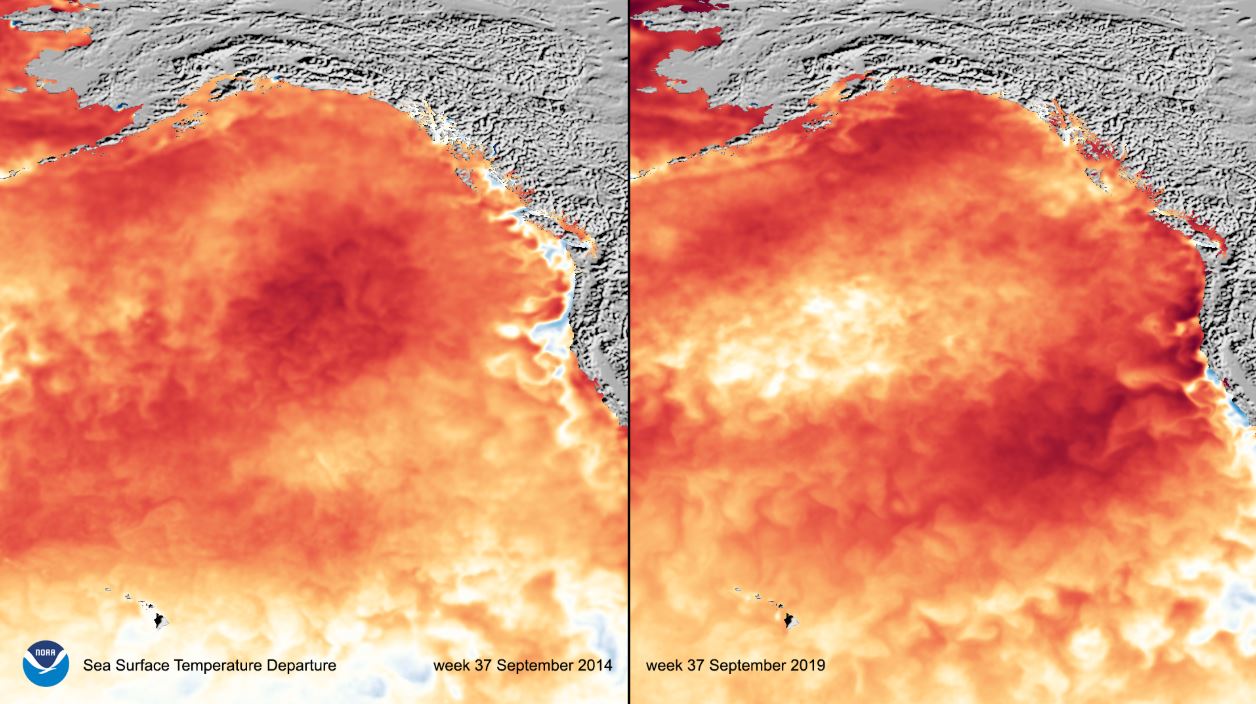 Imagery shows high water temperature in red off the coast of the US.