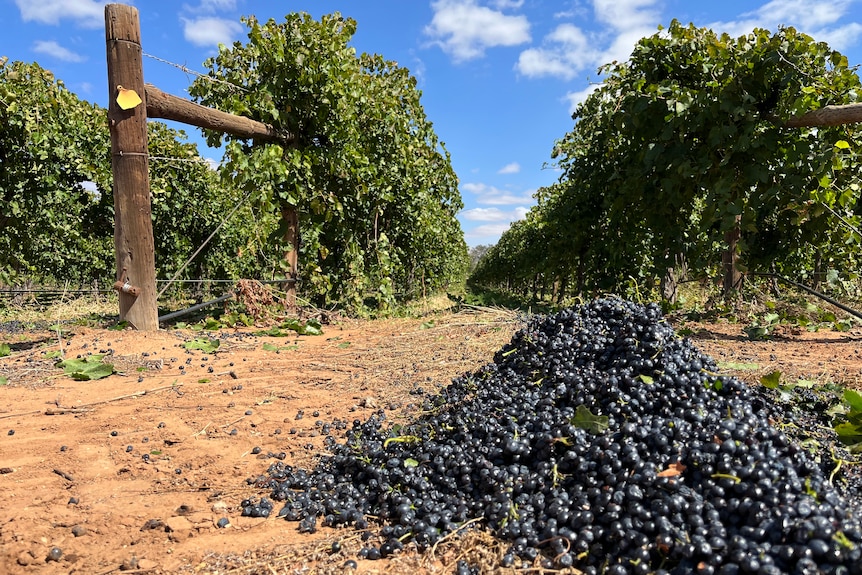 A pile of shiraz grapes at the end of a row of vines