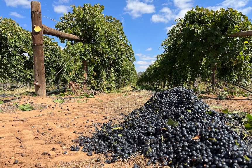 Tumpukan anggur Shiraz di ujung deretan tanaman merambat