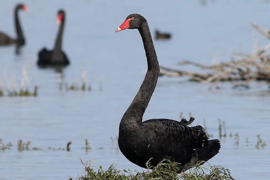 A black swan with a long neck and red beak sits on a green nest in a lake.