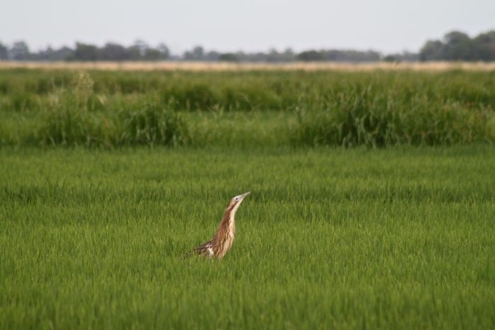 A wide shot of a green rice field, with a brown and white heron-like bird standing tall in the foreground with its beak raised
