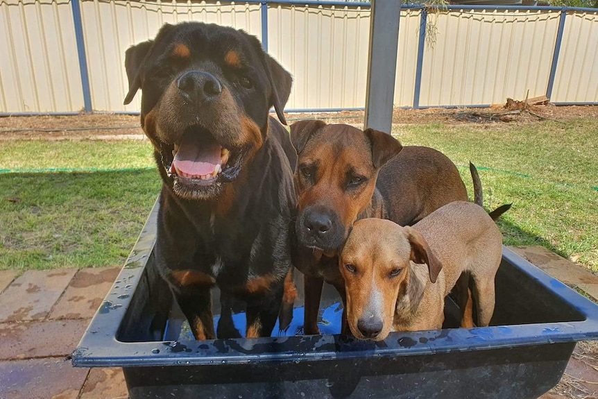 A rottweiler looks to the camera next to two smaller brown dogs as they all stand in a black tub on a sunny day.