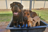 A rottweiler looks to the camera next to two smaller brown dogs as they all stand in a black tub on a sunny day.
