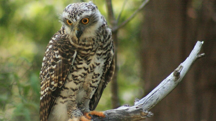 Powerful Owl in tree branch