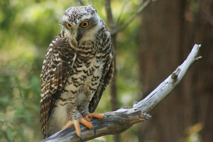 Powerful Owl in tree branch