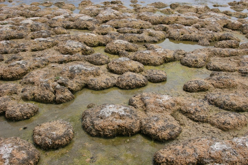 Thrombolites at Lake Richmond