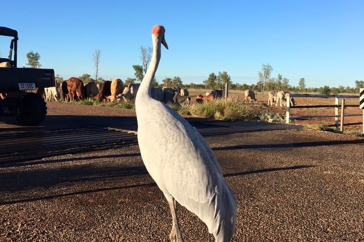 Brollie the Brolga walking cattle at Fort Constantine station near Cloncurry.