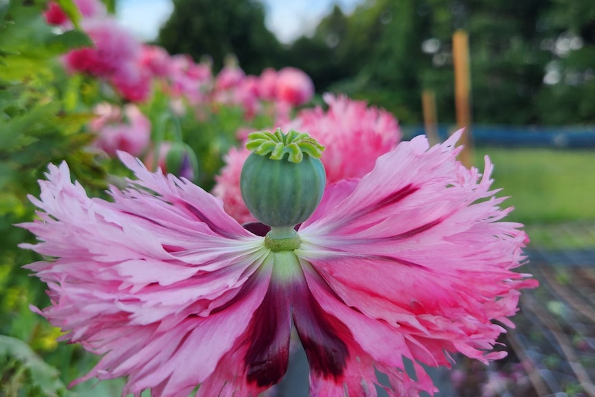 pink flower with bulb growing