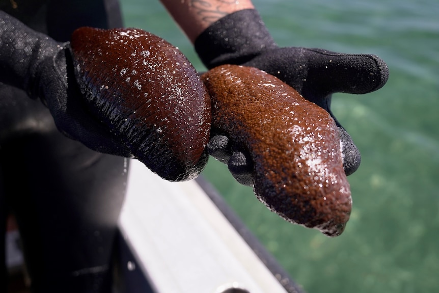 two sea cucumbers being held 