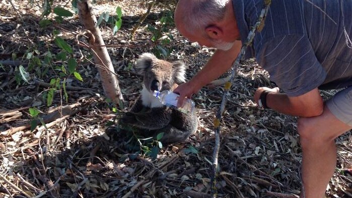 Man gives a koala a sip of water in the Coromandel Valley, in SA.