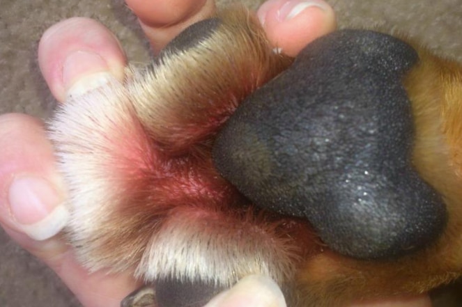 A red bluebottle sting on the soul of a dog's foot.