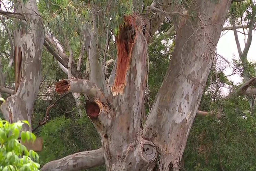 A gum tree with a large scar where a branch fell off.