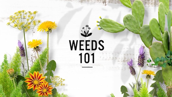 A graphic with weeds and text in the centre 'Weeds 101'