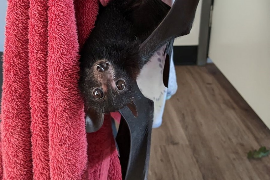 A small bat hangs upside down and looks directly at the camera.