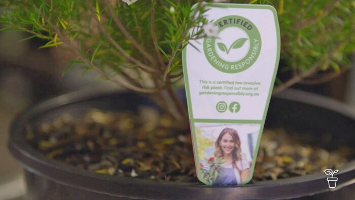 Plant label in a potted nursery plant.