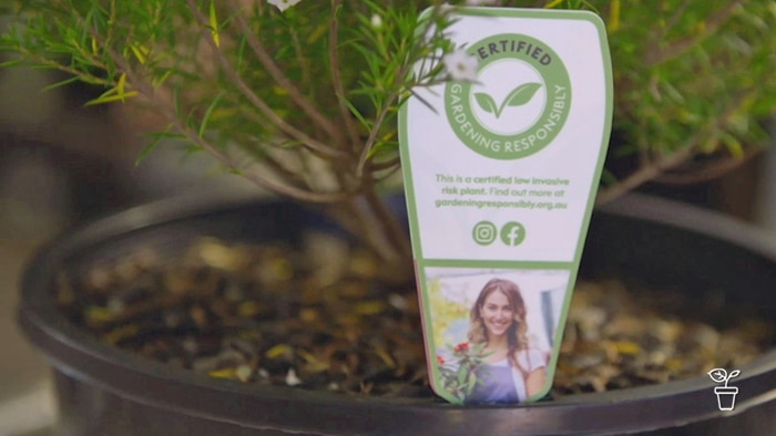 Plant label in a potted nursery plant.