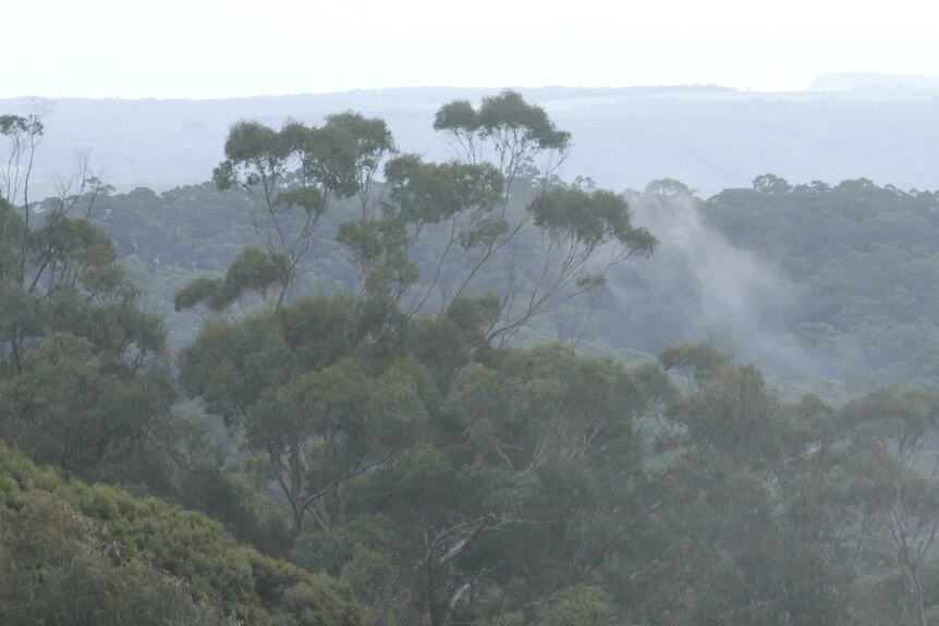Wisps of mist and fog blow across a tree-covered valley  