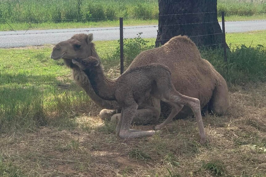 Mum and baby camel