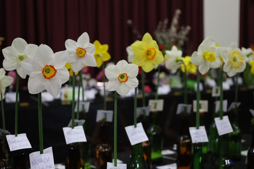 Eight daffodils each in a separate bottle, that have been entered in a flower show