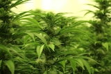 联合国国际麻醉品管制局澳大利亚首都领地计划将大麻合法化表示担忧。