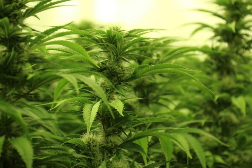 Green cannabis plants in full bloom