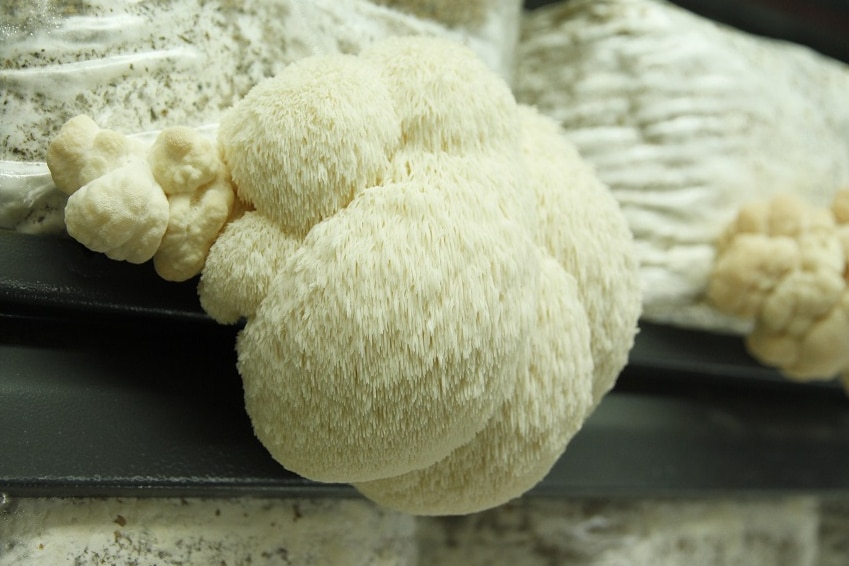 A close-up of a cream-coloured mushroom on a shelf