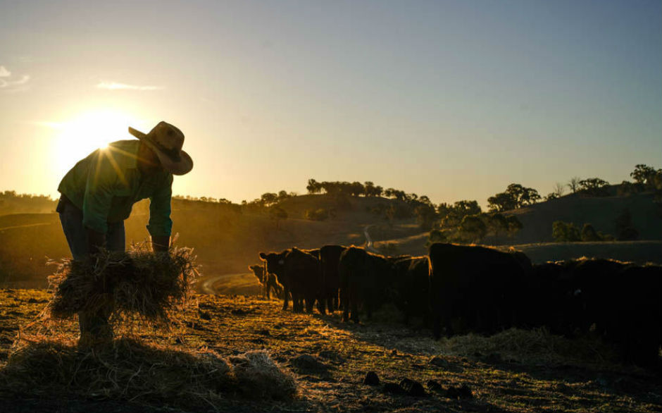 Feeding cattle