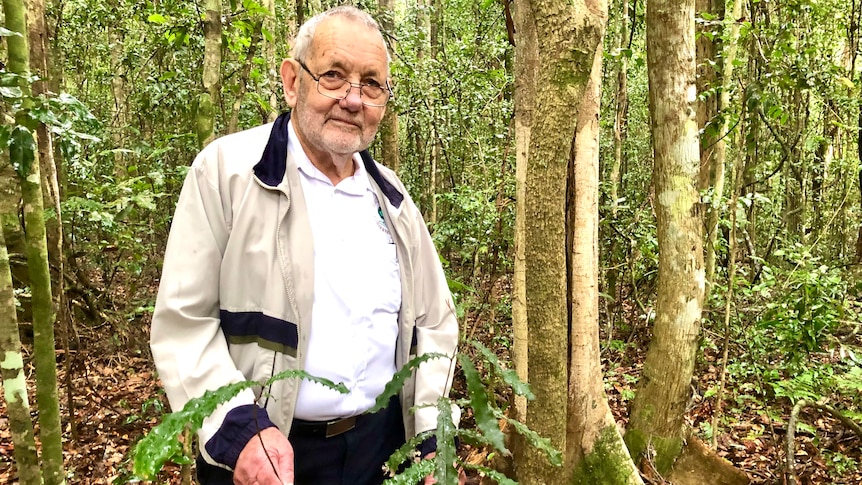 An older man stands in a rainforest standing behind a very small wild macadamia tree.
