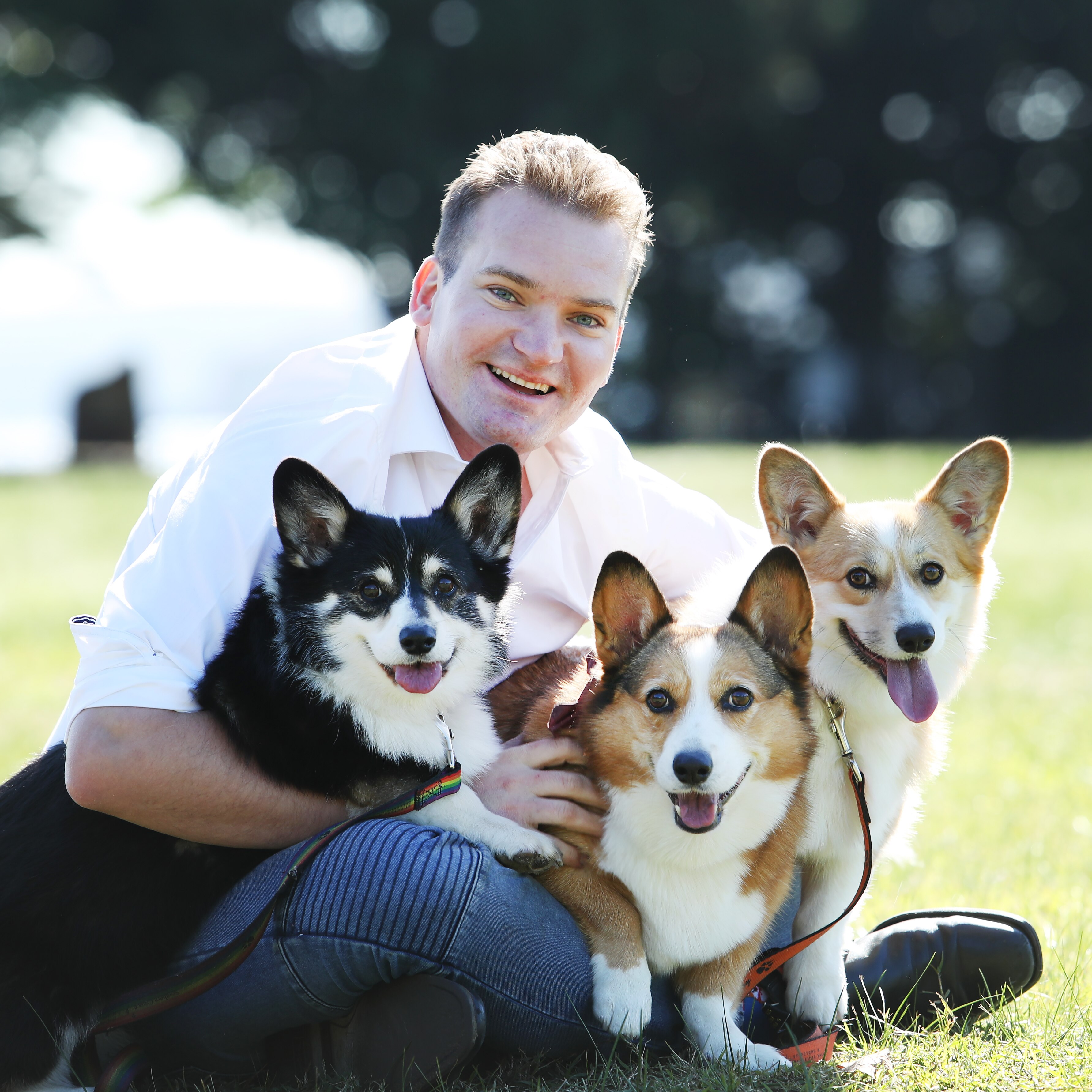 Man in white shirt with three corgis on his lap