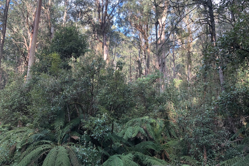 A dense forest, with ferns and large trees