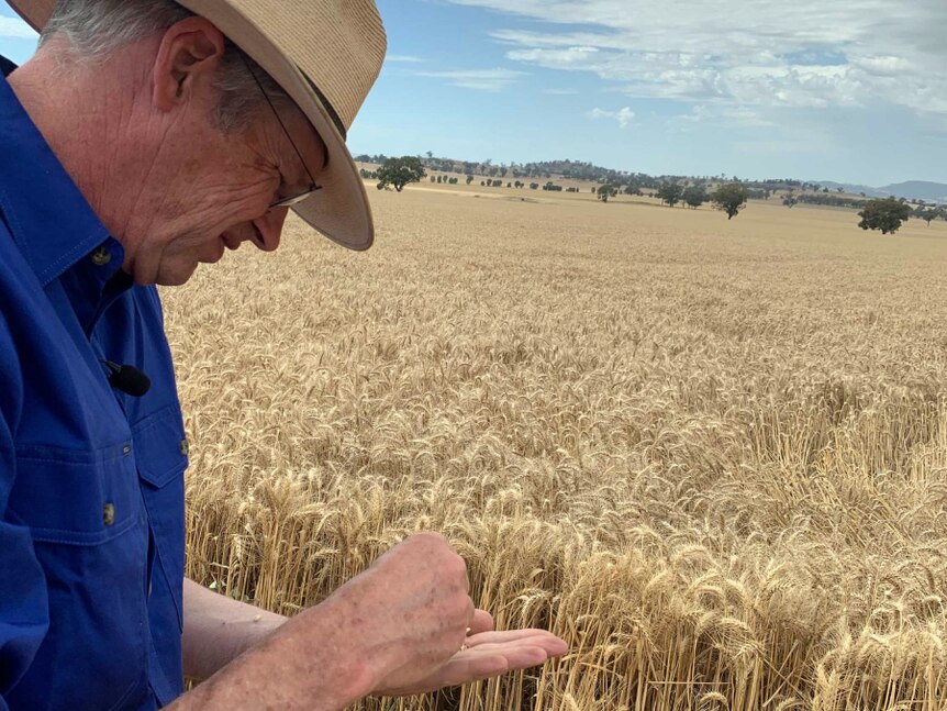 A farmer inspects his wheat crop before harvest.
