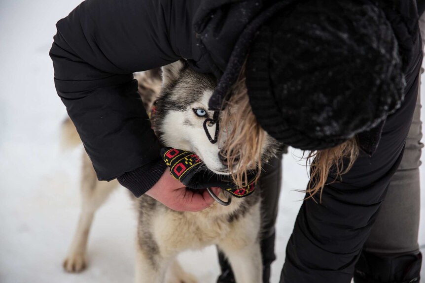 A sled dog's blue eye looks out as the dog is unharnessed by a handler.