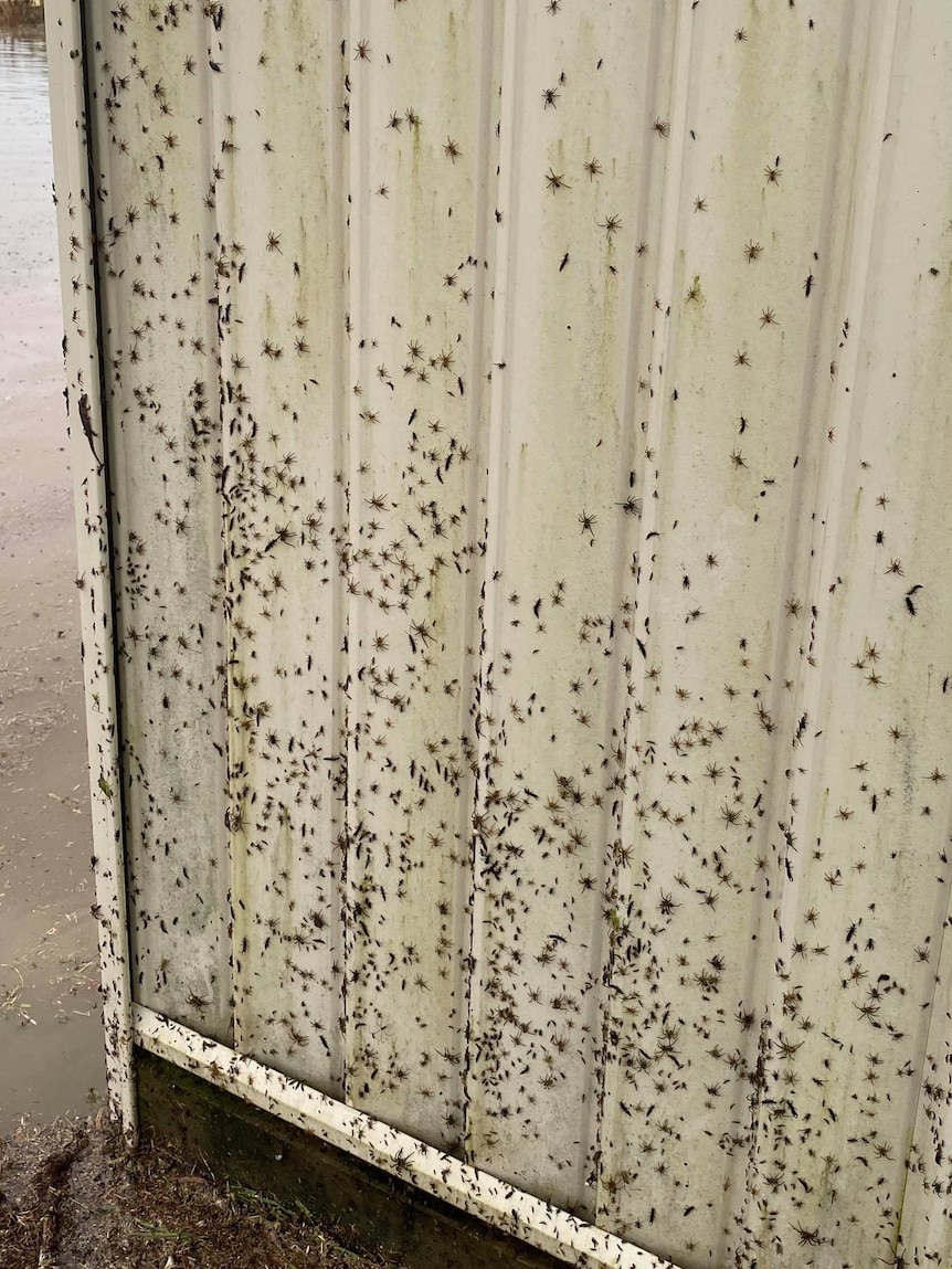 A fence with hundreds of spiders on it