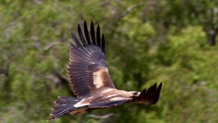 Image taken from http://www.abc.net.au/news/2016-02-23/wedge-tailed-eagle-numbers-steady/7193582