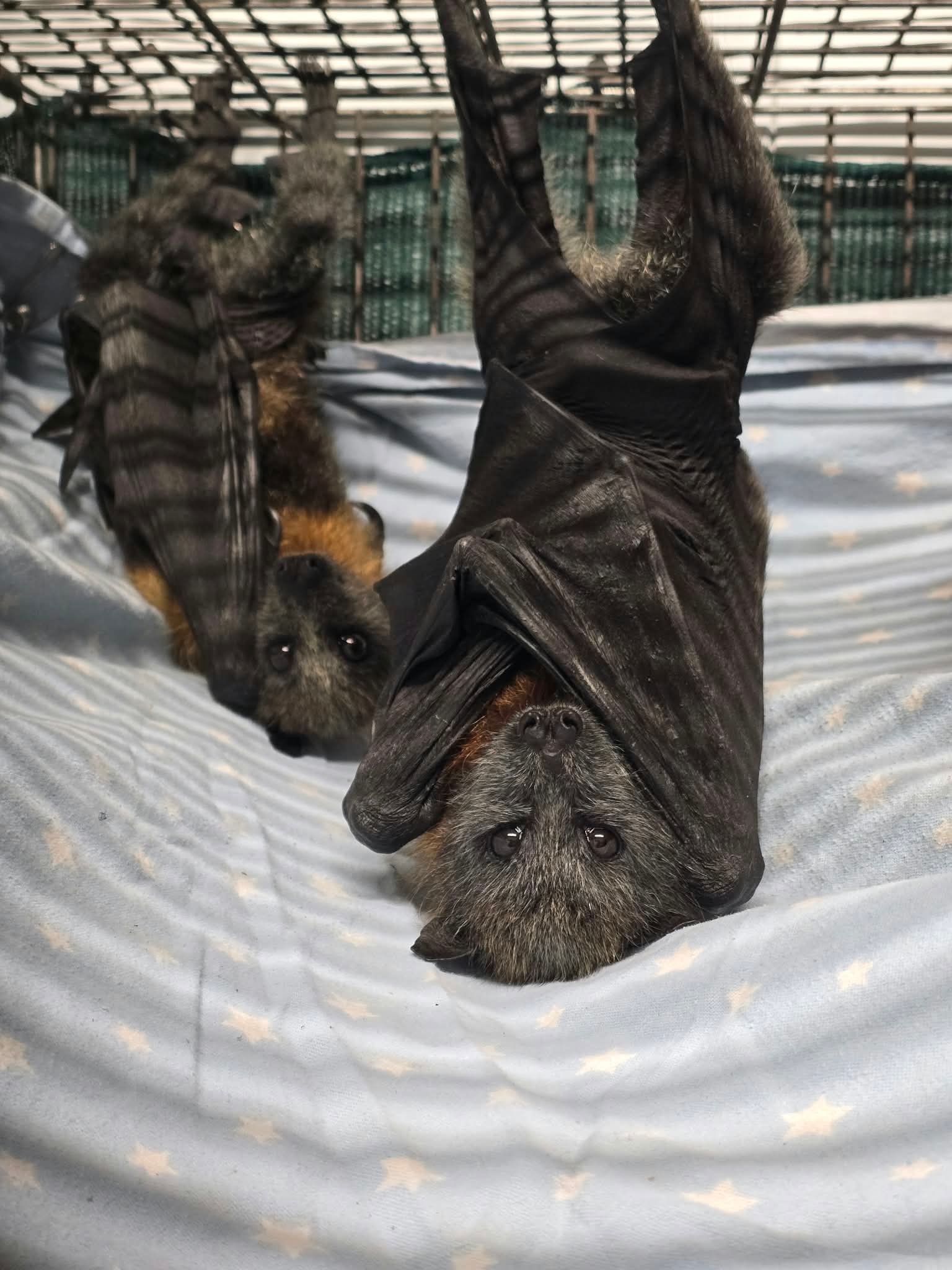 Some rescued bats hanging upside down in a cage.