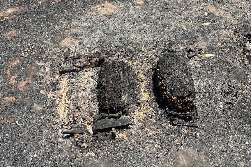 a close up shot of two burnt bee hives in nymbodia 