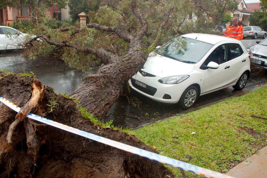 A tree sits on a car in Stanmore after coming down during wild weather across Sydney and surrounds, April 21, 2015.