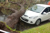 Storm damage in Stanmore